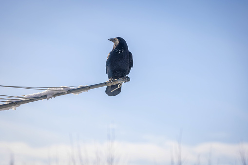 Carrion crow (Corvus corone) black bird perched on tree trunk on bright background and looking at camera