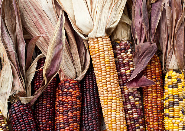 colorato mahiz - autumn corn indian corn decoration foto e immagini stock