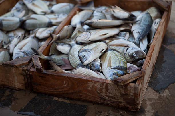 Fresh Fish Box stock photo