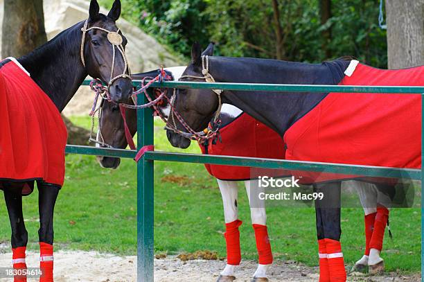 Polo Pferde Lebhaften Eine Pause Stockfoto und mehr Bilder von Pferd - Pferd, Bettdecke, Decke - Bettwäsche