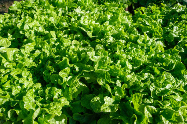 istock Lettuces growing in a garden, in the Mediterranean sun. 1830550094