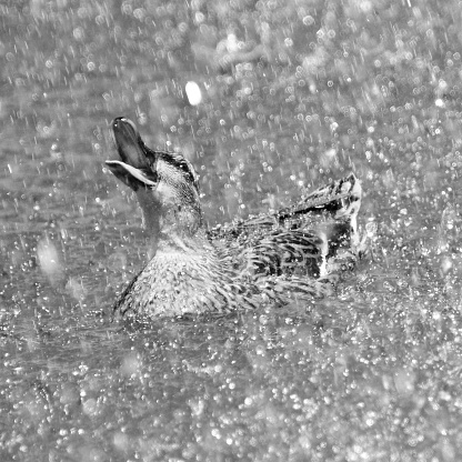 A black and white image of a duck in the rain.
