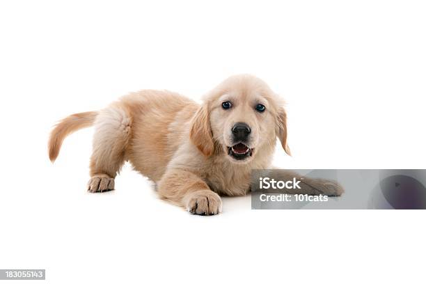 Foto de Impish Cachorro e mais fotos de stock de Cão - Cão, Filhote de cachorro, Brincalhão