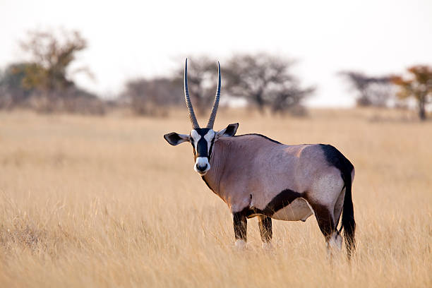 oryx antelope, etoscha-nationalpark, namibia - etoscha nationalpark stock-fotos und bilder