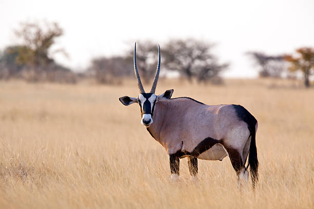 órix antílope, parque nacional etosha, namíbia - oryx - fotografias e filmes do acervo