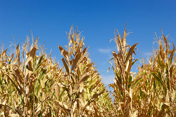 istock Low Angle View of Dry Corn Stalks 183055284