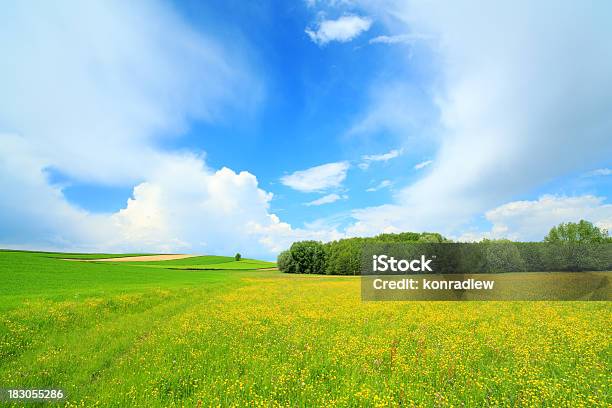 花の牧草地とフワフワ空の風景 - Horizonのストックフォトや画像を多数ご用意 - Horizon, 一輪の花, 人物なし