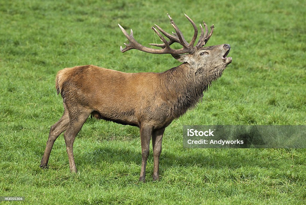 Calling Hirschgeweih - Lizenzfrei Röhren Stock-Foto