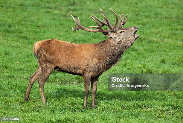 Calling Hirschgeweih Stockfoto und mehr Bilder von Röhren - Röhren, Bock - Männliches Tier, Hirsch