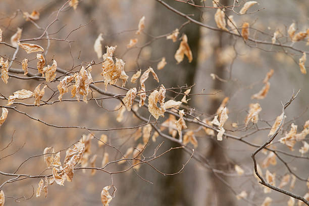 autumn leaves stock photo