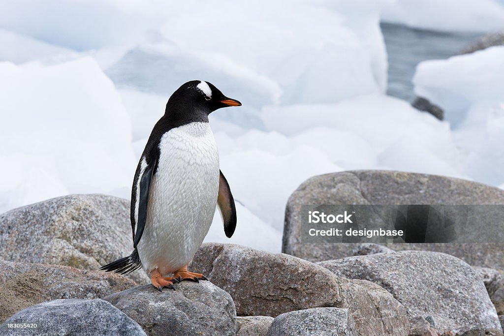 Penguin on Icy Rocks Gentoo Penguin (Pygoscelis papua) standing on boulders infront of an icy shore. Animal Stock Photo