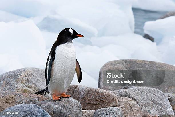 Пингвин На Скользких Скал — стоковые фотографии и другие картинки Антарктика - Антарктика, Без людей, Белый