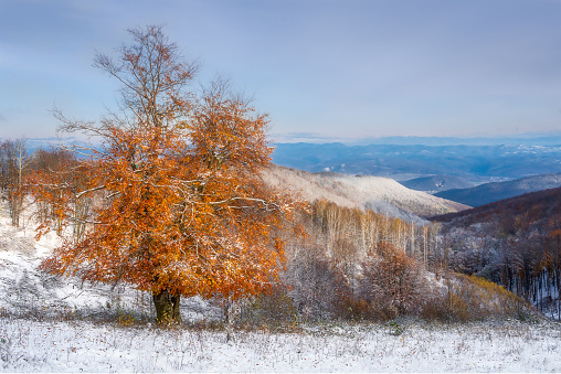 Beautiful winter landscape in the mountains with a tree with autumn foliage.