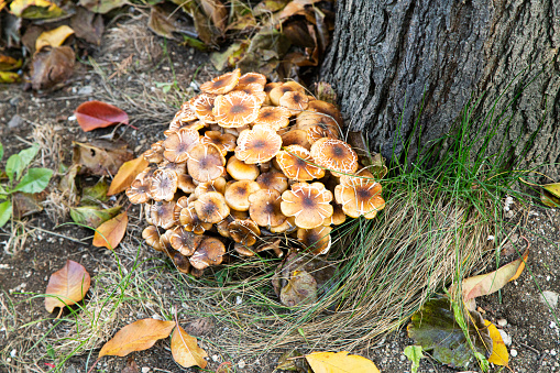 Calvatia excipuliformis brown mushrooms in the italian countryside. Brown puffball on autumn season