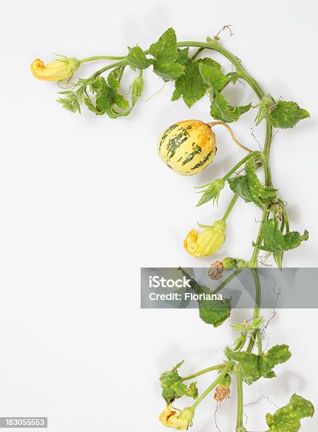 Tudo De Abóboramenina - Fotografias de stock e mais imagens de Abóbora-Menina - Cucúrbita - Abóbora-Menina - Cucúrbita, Figura para recortar, Rebento - Parte de planta