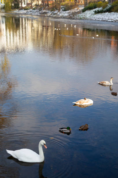 istock swans on river in urban autumn landscape 1830555613