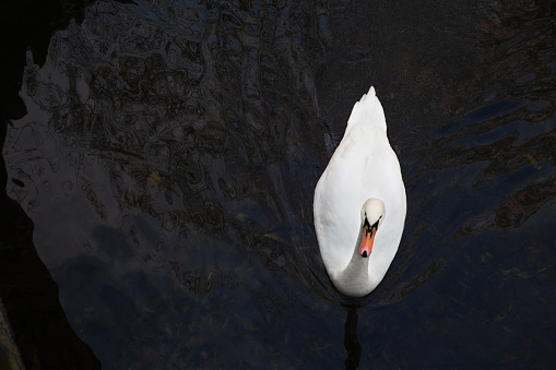 A white swan is by the lake