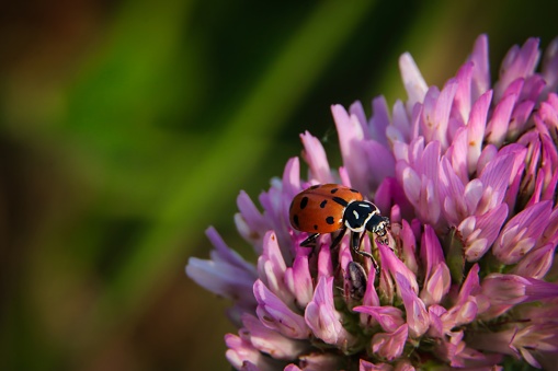 Coccinellidae is a widespread family of small beetles ranging from 0.8 to 18 mm. They are commonly yellow, orange, or red with small black spots on their wing covers, with black legs, heads and antennae. However such colour patterns vary greatly.