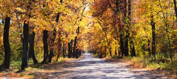Colorful autumn forest in October with tree lined road, beautiful nature background, autumn card