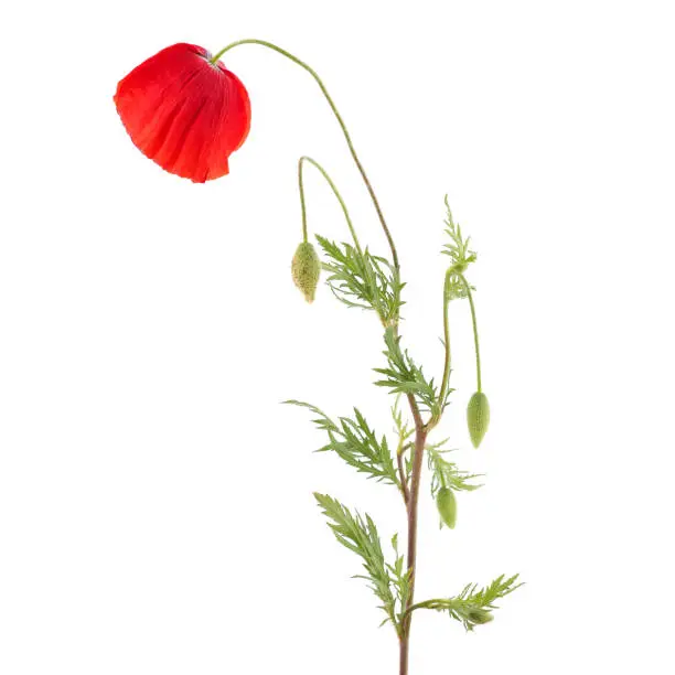 Red poppy plant isolated on white, Papaver rhoeas, floral card