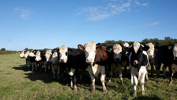 istock Inquistive calves in a field 183055805