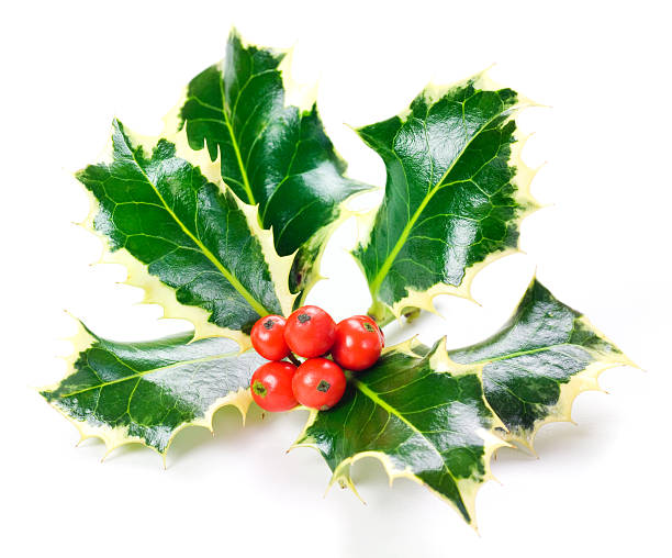 istock Holly sprig of leaves and red berries on white 183055834