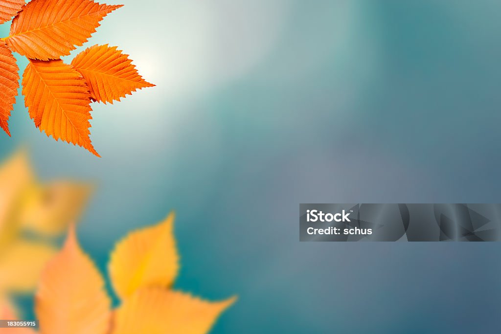 Follaje de otoño sobre fondo Desenfocado - Foto de stock de Otoño libre de derechos