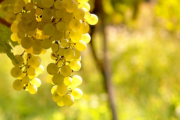 Sauvignon Blanc grapes stock photo