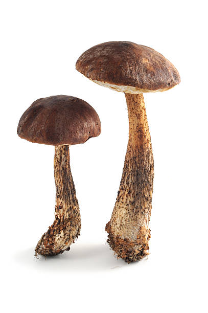 istock Birch bolete mushroom- Birkenpilz (Leccinum scabrum) 183056097