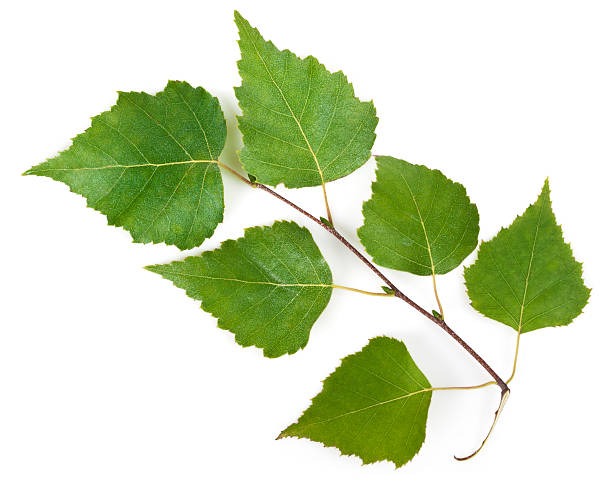 Birch (Betula) leafs on white. This file is cleaned, retouched and contains 