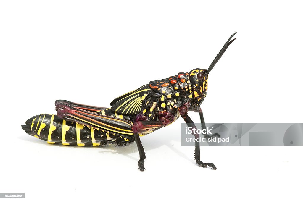 Wielobarwne locust - Zbiór zdjęć royalty-free (Szarańcza)