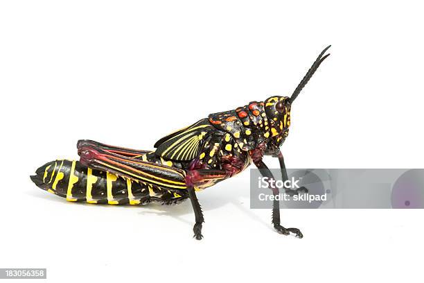 Wielobarwne Locust - zdjęcia stockowe i więcej obrazów Szarańcza - Szarańcza, Bez ludzi, Białe tło
