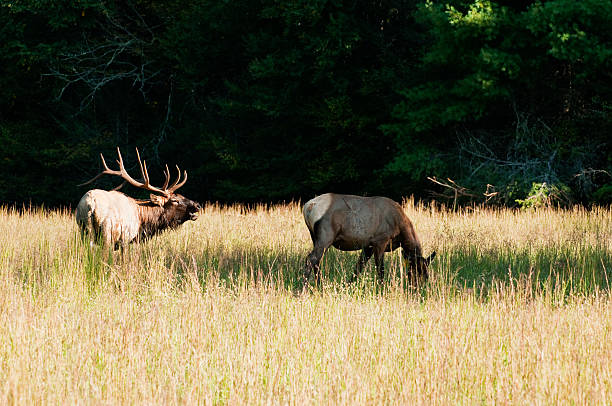 Bull elk bugling