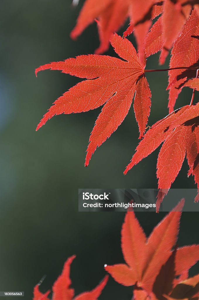 Красные кленовые листья - Стоковые фото Без людей роялти-фри