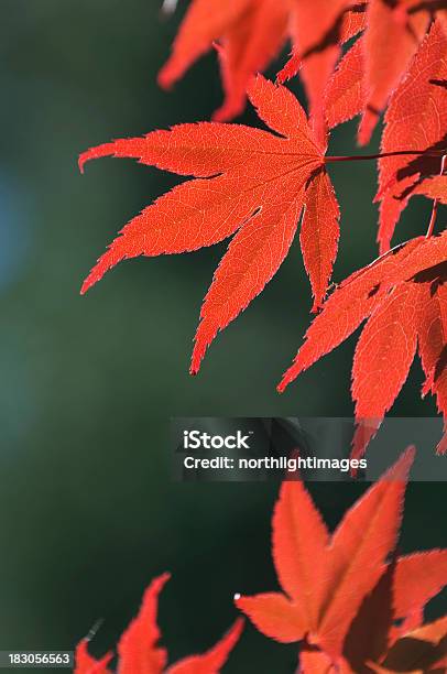 Красные Кленовые Листья — стоковые фотографии и другие картинки Без людей - Без людей, Вертикальный, Время года