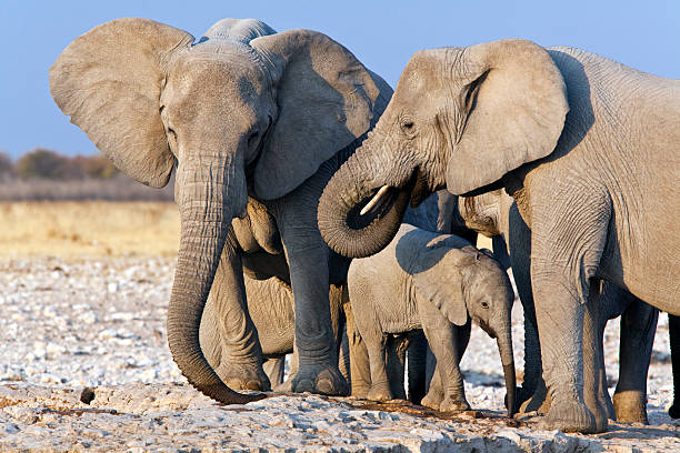 istock Elephant family, Etosha National Park, Namibia 183056818