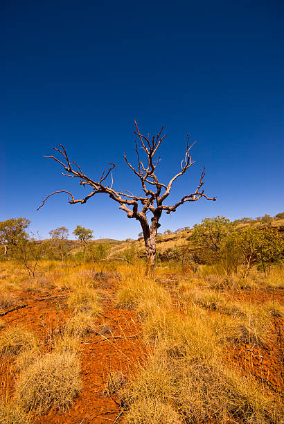 outback da austrália ocidental-árvore no parque nacional de karijini - spinnifex - fotografias e filmes do acervo