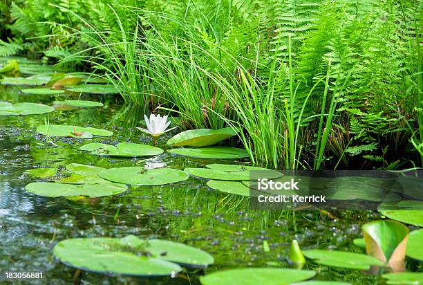 Seerose Im Teich Mit Dem Farn Stockfoto und mehr Bilder von Baumblüte - Baumblüte, Blatt - Pflanzenbestandteile, Extreme Nahaufnahme
