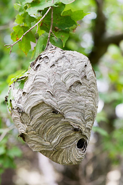 istock Hornet Nest with Hornets - Vertical 183056908