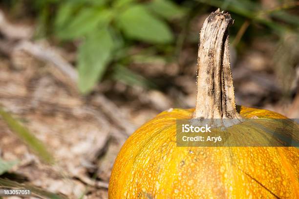 Pumpkins Primo Piano - Fotografie stock e altre immagini di Ambientazione esterna - Ambientazione esterna, Arancione, Cibi e bevande
