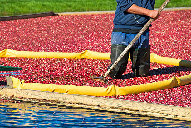 istock Man harvesting cranberries from flooded bog 183057236