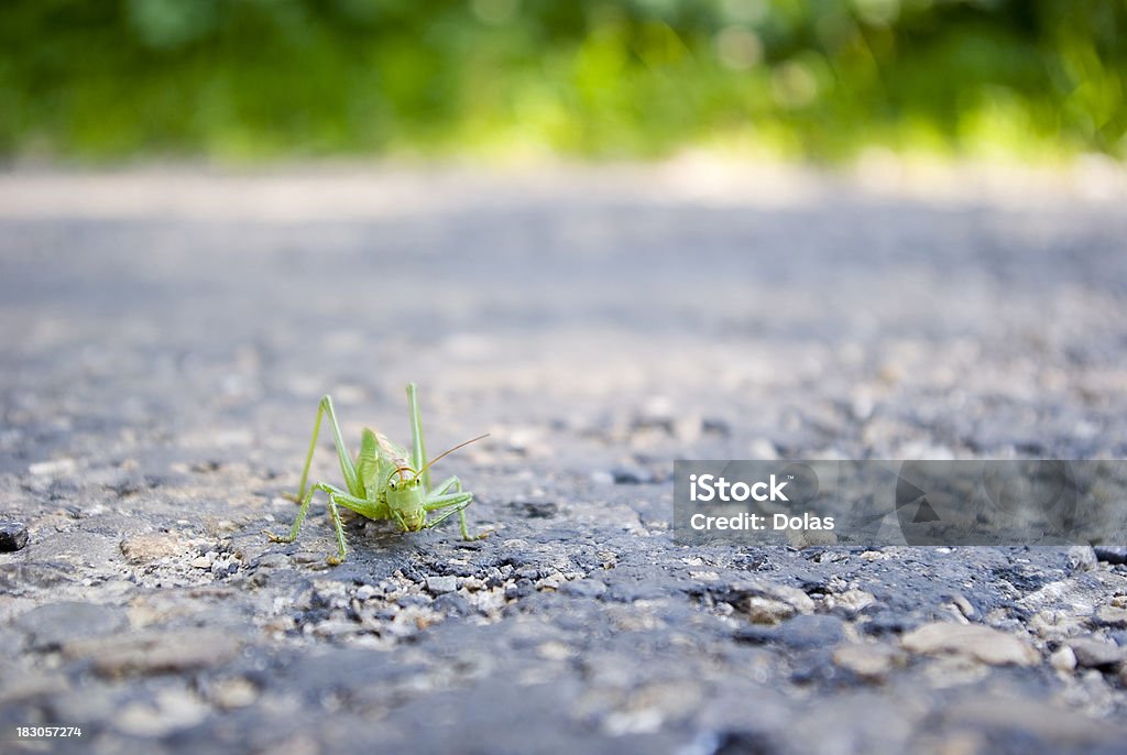 Heuschrecke auf der Straße - Lizenzfrei Glück Stock-Foto