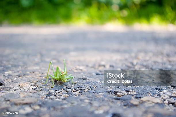 Heuschrecke Auf Der Straße Stockfoto und mehr Bilder von Glück - Glück, Grille - Insekt, Abwarten