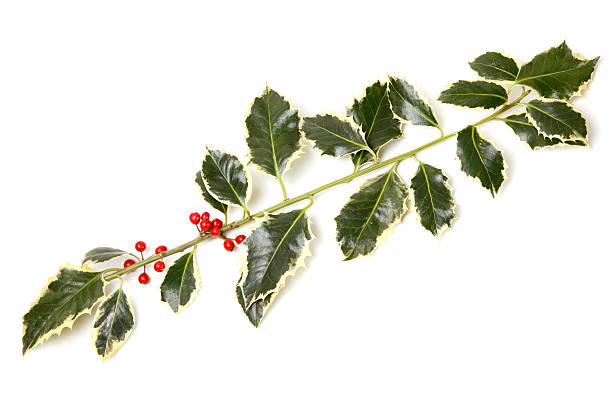 istock Real Christmas Holly Branch on White 183057315