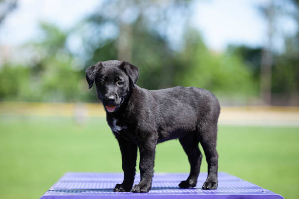 Young black labrador retriever standing on a purple tabletop on a warm sunny day.