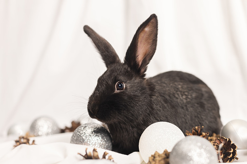 Portrait of black rabbit on a white background with Christmas balls and pine cones. Christmas animals.