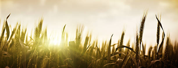 закат над пшеницы - nature abstract sunlight cereal plant wheat стоковые фото и изображения