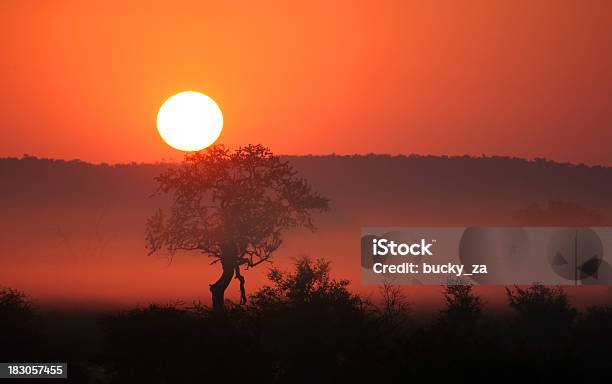 早朝霧アフリカの日の出または日没で木のシルエットです - Horizonのストックフォトや画像を多数ご用意 - Horizon, アカシアの木, アフリカ