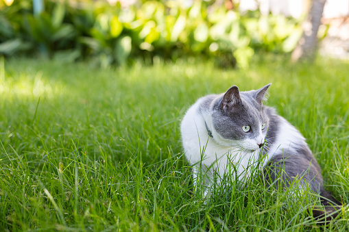 Cat with a collar sitting on the green grass in the garden. Domestic cat outside.