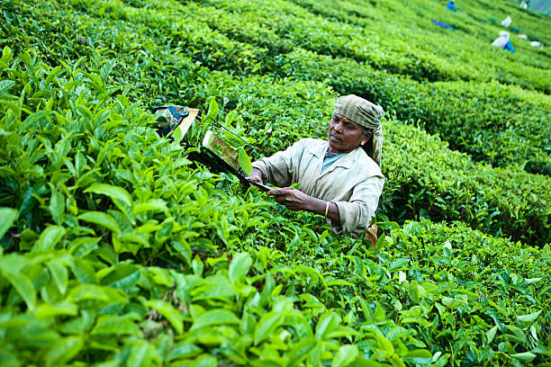 istock Woman harvesting tea leaves 183057644